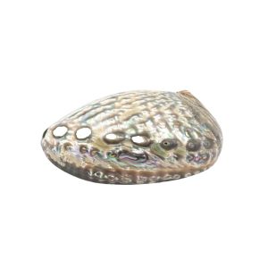 Conchiglia Abalone, supporto per Smudge. (Haliotis Linnaeus) 13/15cm - immagine 4