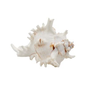 Conchiglia 13 cm. - immagine 1