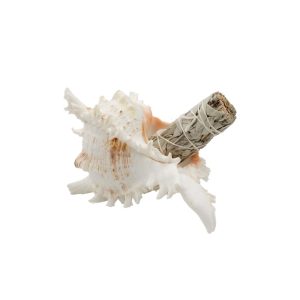 Conchiglia 13 cm. - immagine 2
