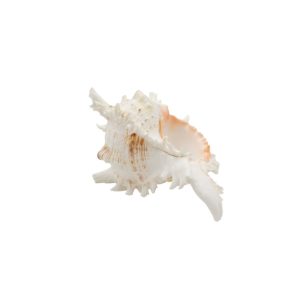 Conchiglia 13 cm. - immagine 3