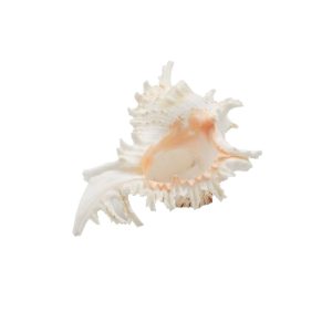 Conchiglia 13 cm. - immagine 4