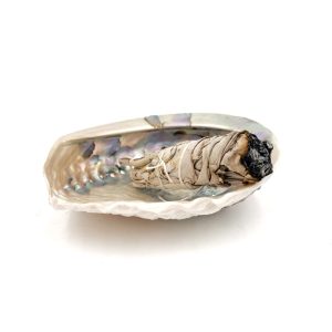 Conchiglia Abalone, supporto per Smudge. (Haliotis Gigantea) 14/16cm - immagine 2