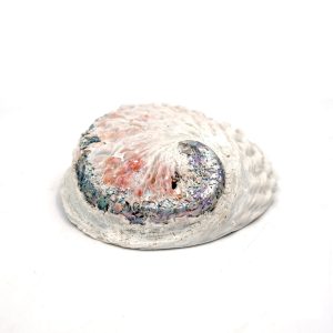 Conchiglia Abalone, supporto per Smudge. (Haliotis Gigantea) 14/16cm - immagine 3