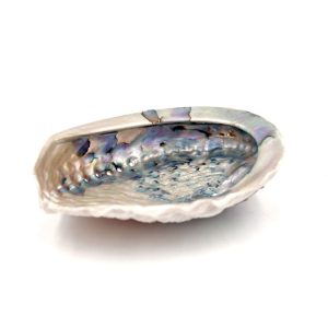 Conchiglia Abalone, supporto per Smudge. (Haliotis Gigantea) 14/16cm - immagine 1